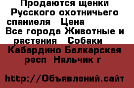 Продаются щенки Русского охотничьего спаниеля › Цена ­ 25 000 - Все города Животные и растения » Собаки   . Кабардино-Балкарская респ.,Нальчик г.